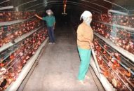 Cần tập trung tái tạo nguồn cung ứng thực phẩm