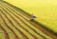 Chuyện thời cuộc: Bài toán lúa gạo