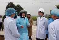 Hải Phòng quyết liệt khống chế, đẩy lùi dịch tả lợn Châu Phi