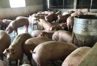Tiêu hủy 4.231 lợn mắc bệnh dịch tả lợn châu Phi