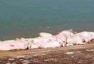 Chặn dịch từ biên giới