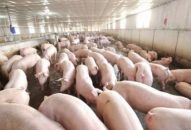 Quận Đồ Sơn: Chủ động khống chế, ngăn chặn bệnh Dịch tả lợn Châu Phi