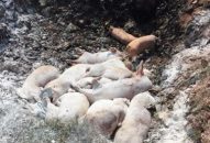 Huyện Tiên Lãng: 4 xã bị bệnh dịch tả lợn châu Phi