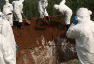 Bệnh dịch tả lợn châu Phi xuất hiện tại Việt Nam: Thận trọng nhưng không nên hoang mang