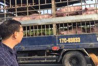 Hải Phòng: Các hộ dân nuôi lợn vùng dịch nhận tiền hỗ trợ