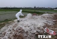 Xử lý các thông tin sai sự thật, gây hoang mang về dịch tả lợn