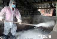 Quảng Ninh: Khẩn trương dập ổ dịch tả lợn đầu tiên ở Đông Triều