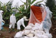 Dịch tả heo châu Phi lan nhanh ra 13 tỉnh