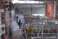 4.390 con lợn các loại buộc phải tiêu hủy do dịch tả lợn Châu Phi