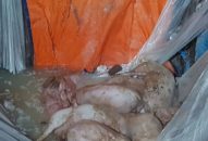 Dịch tả lợn Châu Phi phát sinh thêm trên địa bàn quận Dương Kinh