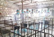 Dịch tả heo châu Phi lan rộng ra 15 tỉnh, thành