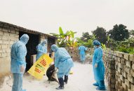 Tăng cường chỉ đạo phòng chống bệnh dịch tả lợn Châu phi