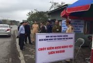 Vận chuyển  lợn thịt không có giấy chứng nhận kiểm dịch