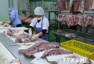 Việt Nam chưa nhận được khuyến cáo nào của FAO về dịch tả lợn châu Phi