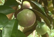 Trồng 20 sào vú sữa, mỗi cây thu 1 tạ quả, lời cả trăm triệu mỗi năm