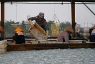 Đồ Sơn được mùa sứa biển