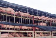 Ô tô chở lợn “trôi nổi” vào thành phố