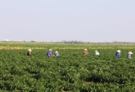 Rau xanh có lá đang sốt giá