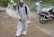 Gần 65.000 con lợn bị tiêu hủy vì dịch tả lợn Châu Phi