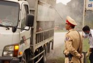 Kiểm tra, bắt giữ 3 xe ô tô chở lợn thịt không có giấy kiểm dịch động vật