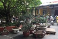 Bắt nhóm chuyên trộm cắp xe, cây cảnh trên địa bàn huyện An Dương