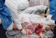 Gần 610 tấn lợn các loại buộc tiêu hủy do nhiễm dịch tả lợn châu Phi