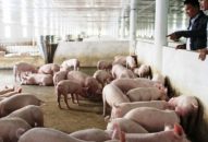 Mô hình thực phẩm sạch: Cần thêm sự bứt phá