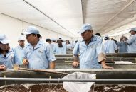 Sản xuất 12 triệu tôm giống phục vụ người nuôi