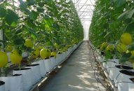 Đồng ý chủ trương đầu tư dự án Nhà máy chế biến Rau củ quả tại huyện Tiên Lãng