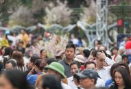 Người dân hào hứng “check-in” tại Lễ hội hoa anh đào 2019