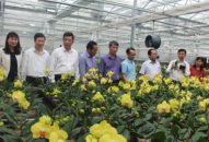 Giải pháp phát triển sản xuất hoa bền vững vùng Đồng bằng sông Hồng