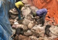 Tình hình bệnh dịch tả lợn châu Phi tại Hải Phòng (đến ngày 20/3/2019)