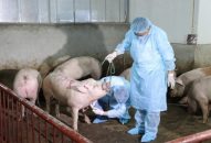 Triển khai các biện pháp ngăn chặn, khống chế bệnh Dịch tả lợn Châu Phi