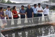 Kỷ niệm 60 năm ngày truyền thống ngành thủy sản (1/4/1959 – 1/4/2019): Nuôi trồng thủy sản Hà Nội bứt phá