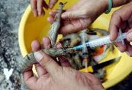 Hà Nội: Phát hiện cơ sở bơm tạp chất vào tôm số lượng lớn