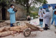 Trên 867 tấn lợn các loại buộc phải tiêu hủy do nhiễm dịch tả lợn Châu Phi