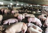 Dịch tả lợn châu Phi đã xuất hiện tại hơn 100 hộ chăn nuôi trên địa bàn Hà Nội