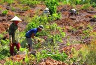 Thanh tra việc sử dụng đất có nguồn gốc từ nông, lâm trường