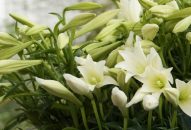 Chọn và giữ hoa loa kèn tươi lâu