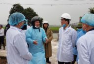 Dịch tả lợn Châu Phi phát sinh thêm tại quận Kiến An