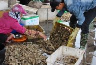 Sản lượng khai thác thủy sản tăng 38,08% so với cùng kỳ