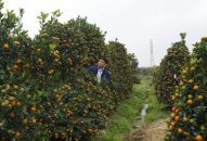 Xã Đặng Cương (An Dương):  Làm giàu từ trồng hoa, cây cảnh