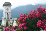 Thung lũng hoa tím đẹp như Châu Âu tại Fansipan