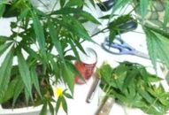 Chế tài xử lý đối tượng trồng cây cần sa chưa đủ sức răn đe