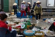 Chi cục Thủy sản: Cấp giấy chứng nhận nguồn gốc cho 250 tấn thủy sản