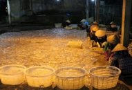 Quận Đồ Sơn: Sản lượng khai thác thủy sản ước đạt 3.000 tấn