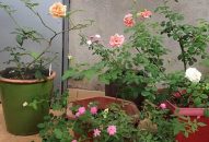 Trộm 126 cây hoa hồng