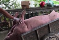 Quận Đồ Sơn: Tiêu hủy ngay đàn lợn bị nhiễm dịch tả lợn Châu Phi