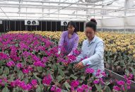 Gia tăng giá trị sản xuất hoa, cây cảnh vùng đồng bằng sông Hồng