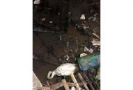 Dự kiến ngày 21-5, con thiên nga bị ngất do say nắng được đưa trở lại sông Tam Bạc